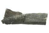Bizarre Shark (Edestus) Jaw Section with Tooth - Carboniferous #269658-1